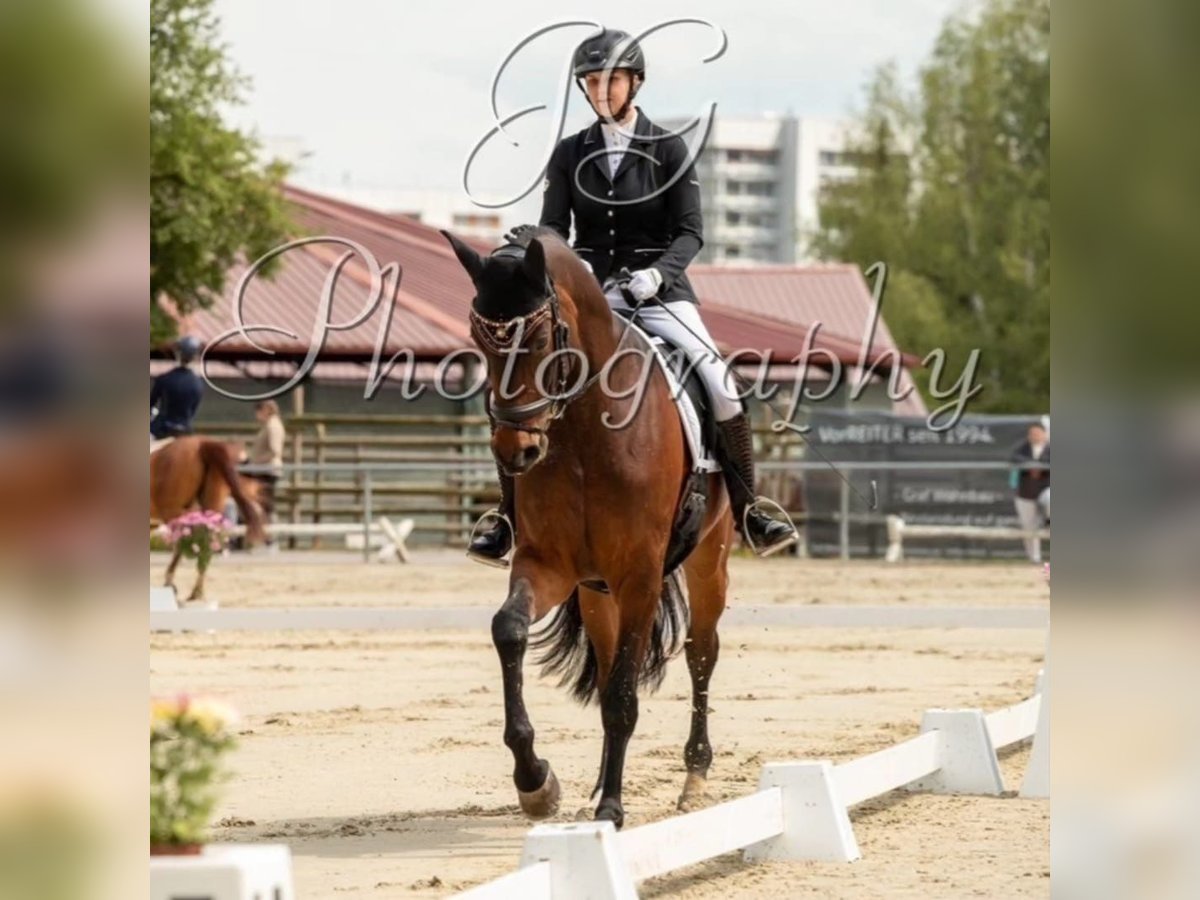 Caballo de deporte alemán Caballo castrado 9 años 177 cm Castaño in Gäufelden