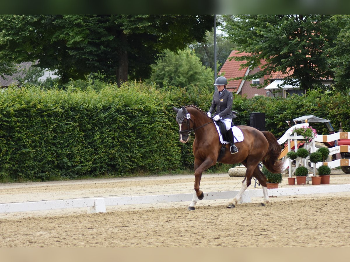 Caballo de deporte alemán Caballo castrado 9 años 182 cm Alazán-tostado in Bevern