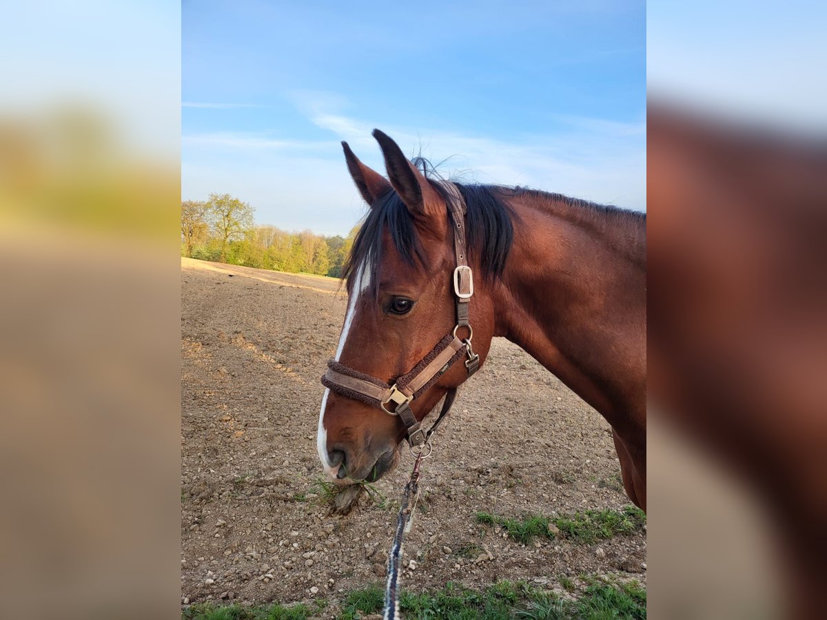 Caballo de deporte alemán Caballo castrado 9 años Castaño in Lichtenwald