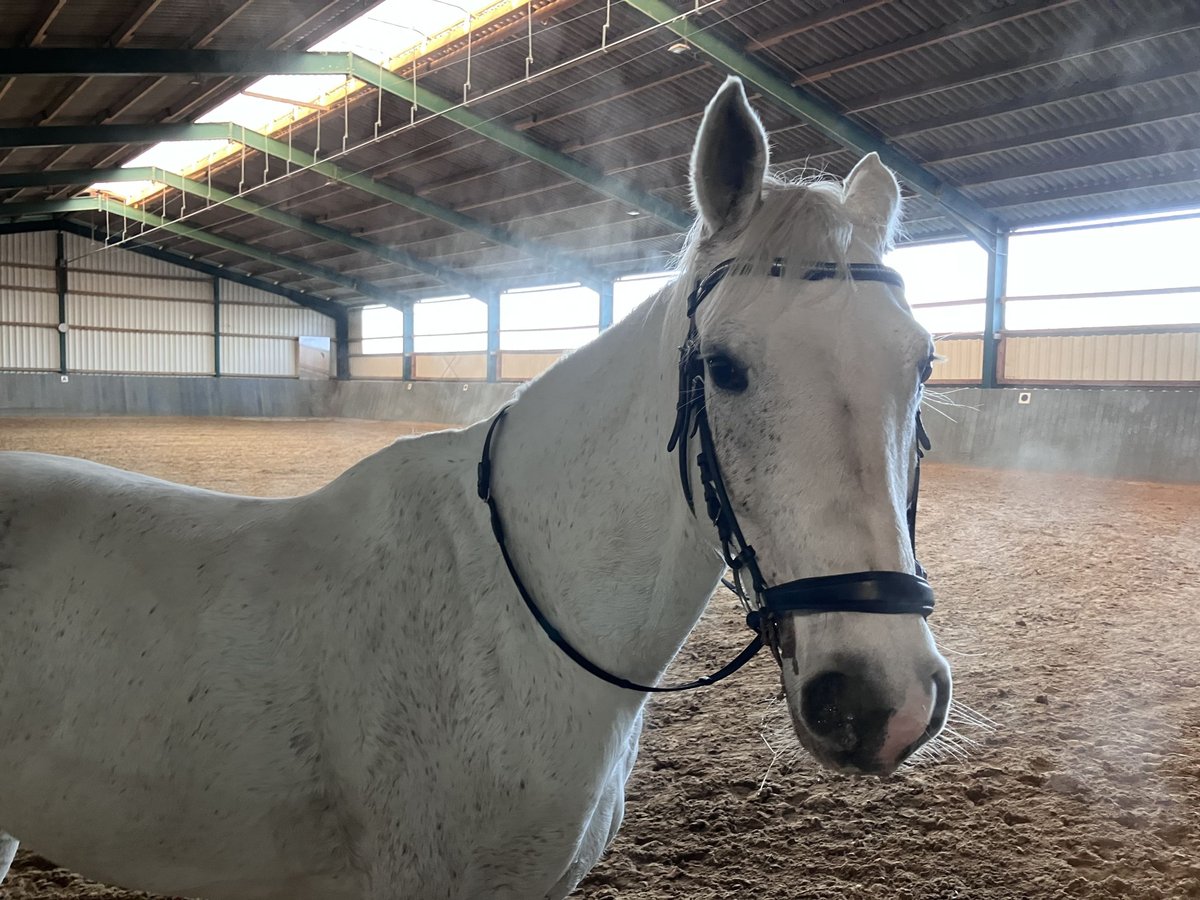 Caballo de deporte alemán Semental 10 años in Burscheid