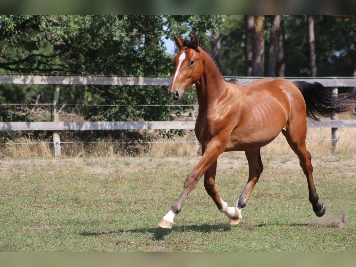 Caballo de deporte alemán Semental 1 año 155 cm Castaño in Tremsdorf