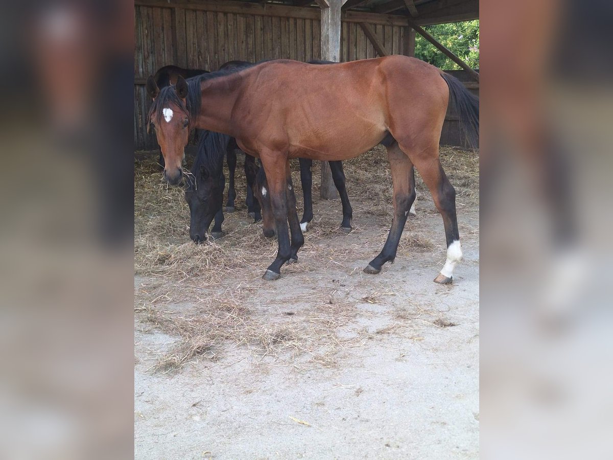 Caballo de deporte alemán Semental 1 año 167 cm Castaño in K&#xF6;nigsmoos