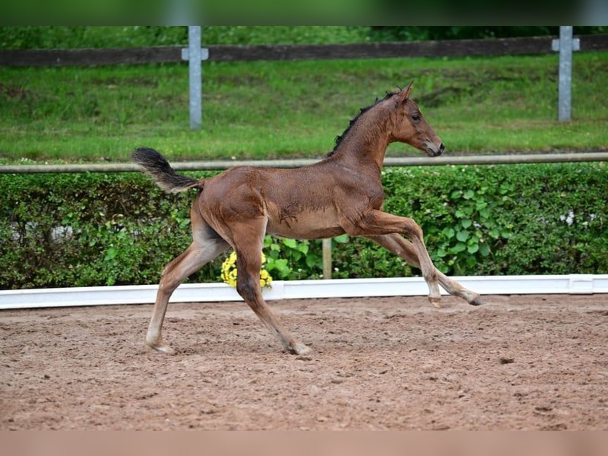 Caballo de deporte alemán Semental 1 año 168 cm Castaño in Burgstall