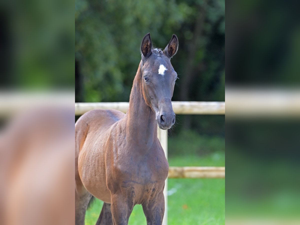 Caballo de deporte alemán Semental 1 año 168 cm Castaño oscuro in Kurtscheid