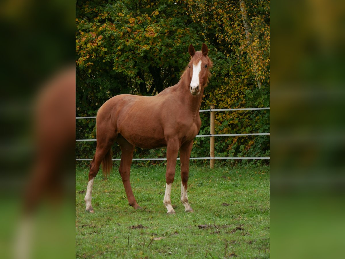 Caballo de deporte alemán Semental 1 año 170 cm Alazán in Au in der Hallertau