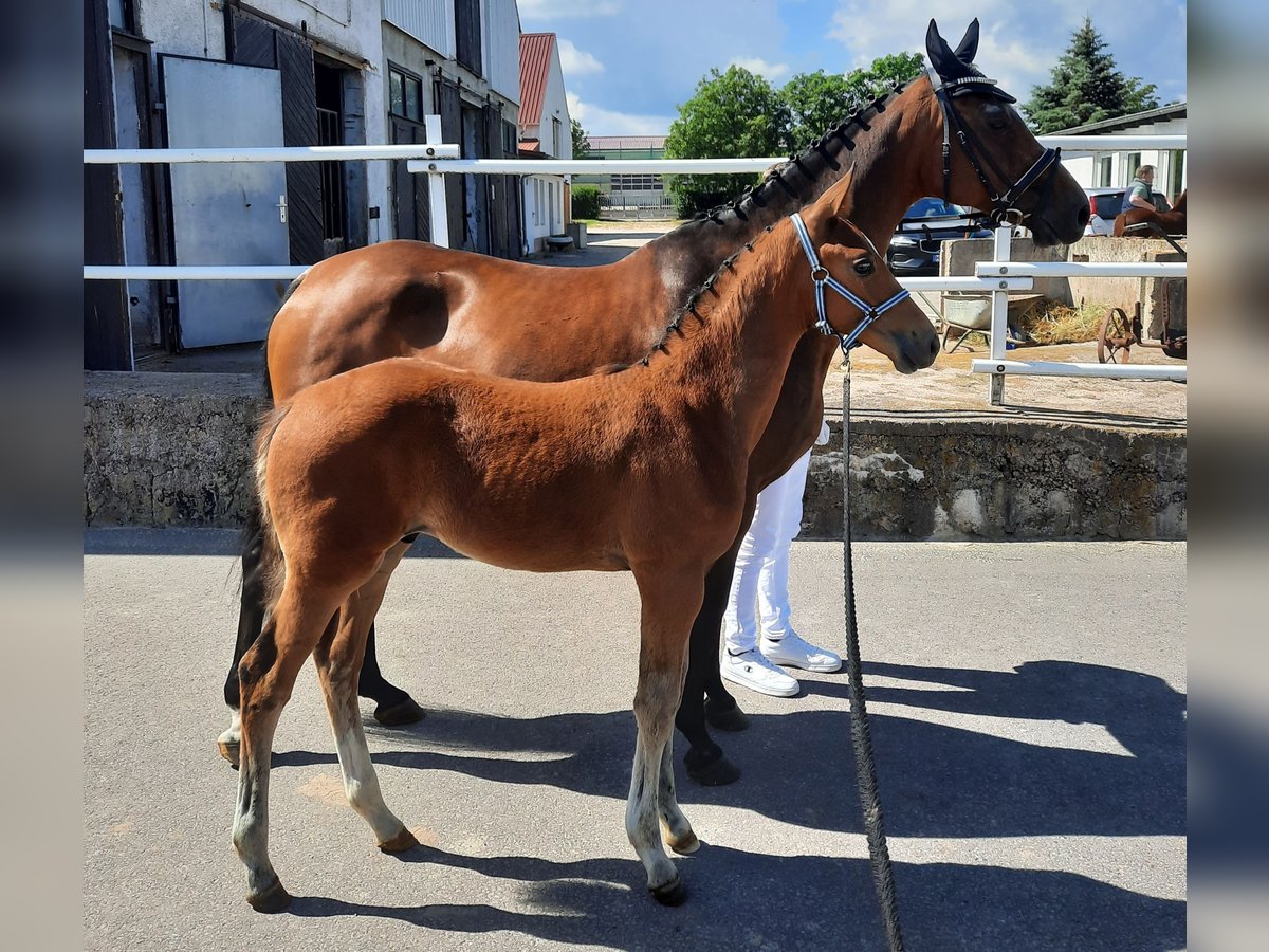 Caballo de deporte alemán Semental 1 año 170 cm Castaño in Ilmtal-Weinstraße