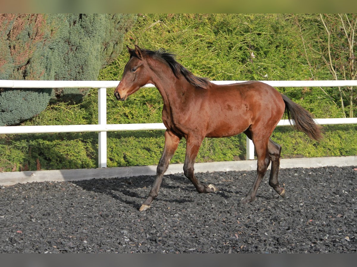 Caballo de deporte alemán Semental 1 año 172 cm Castaño oscuro in Neckargemünd