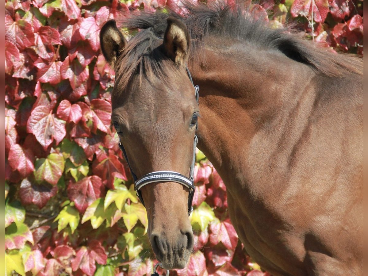 Caballo de deporte alemán Semental 1 año 172 cm Castaño oscuro in Neckargemünd