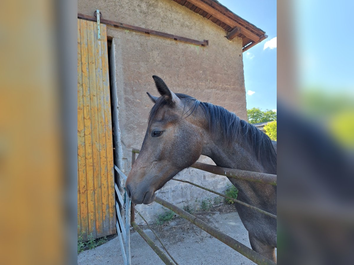 Caballo de deporte alemán Semental 1 año 172 cm Tordo in Annaburg