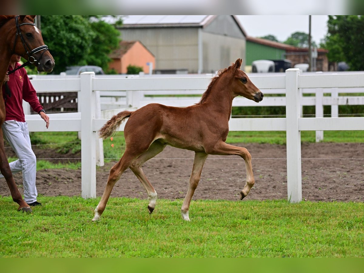 Caballo de deporte alemán Semental 1 año Alazán-tostado in Schönwalde-Glien