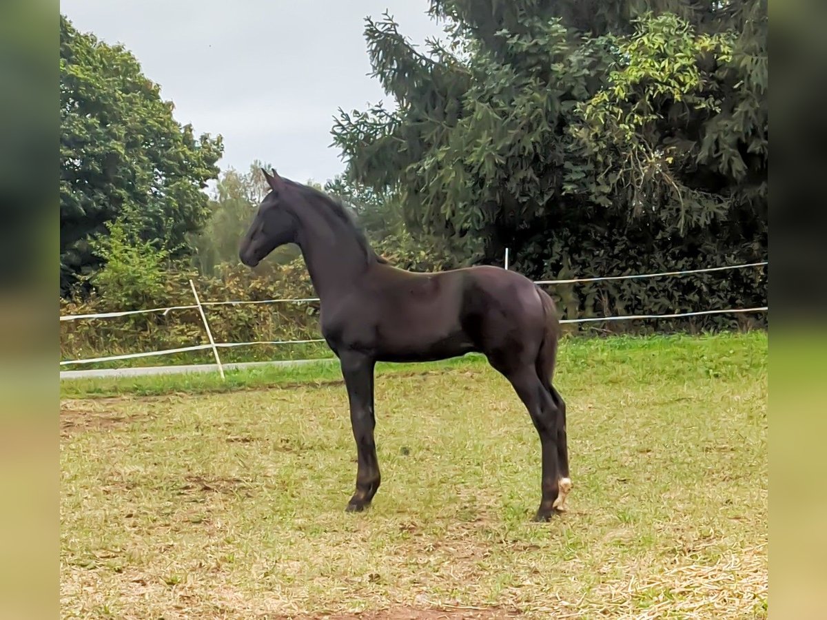 Caballo de deporte alemán Semental 1 año in Bann