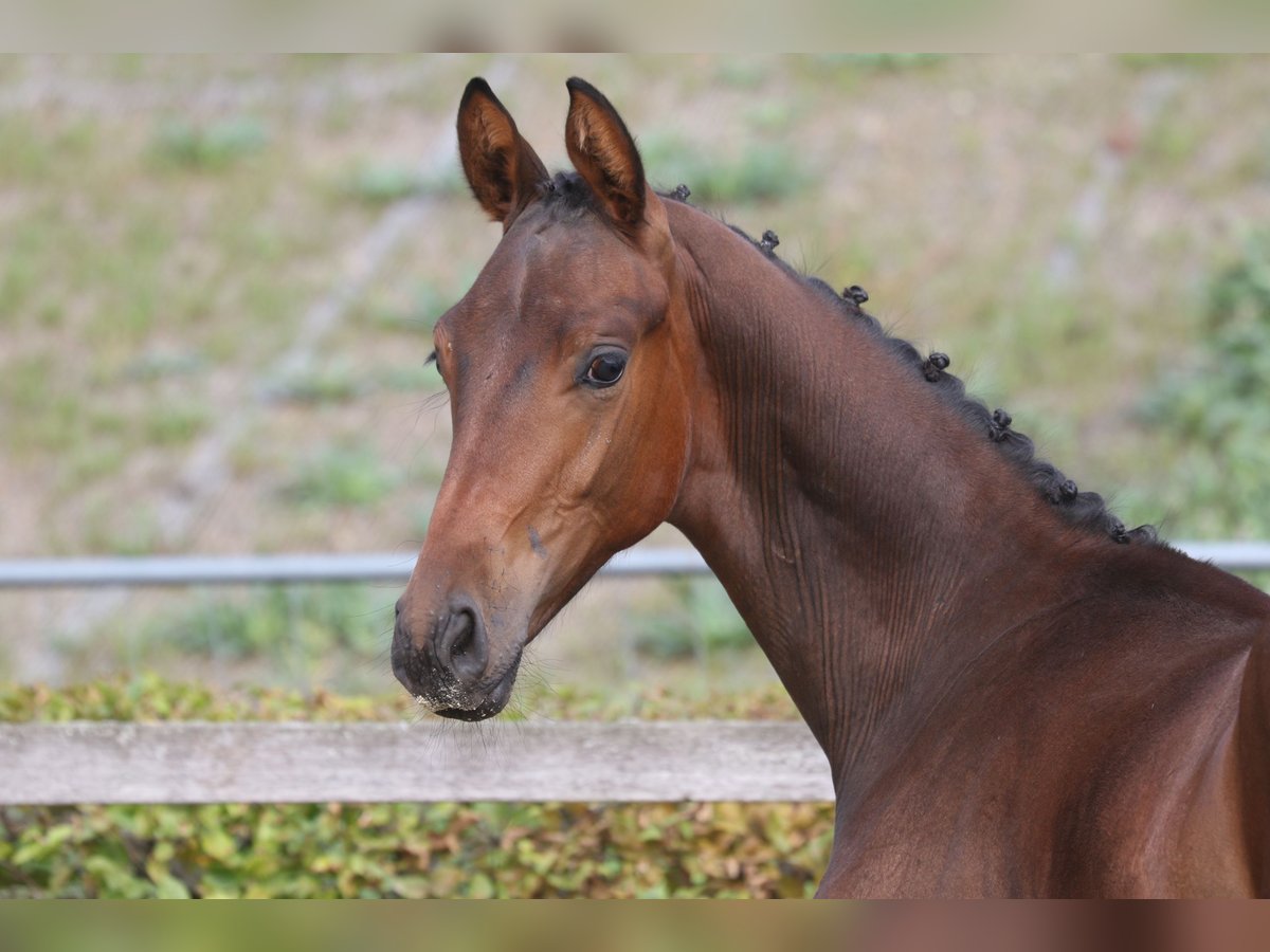 Caballo de deporte alemán Semental 1 año Castaño in Crimmitschau