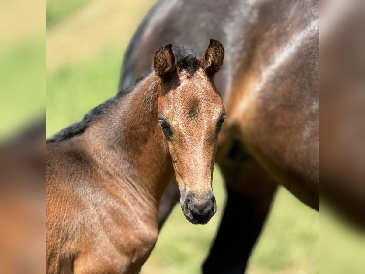 Caballo de deporte alemán Semental 1 año Castaño in Niederstetten