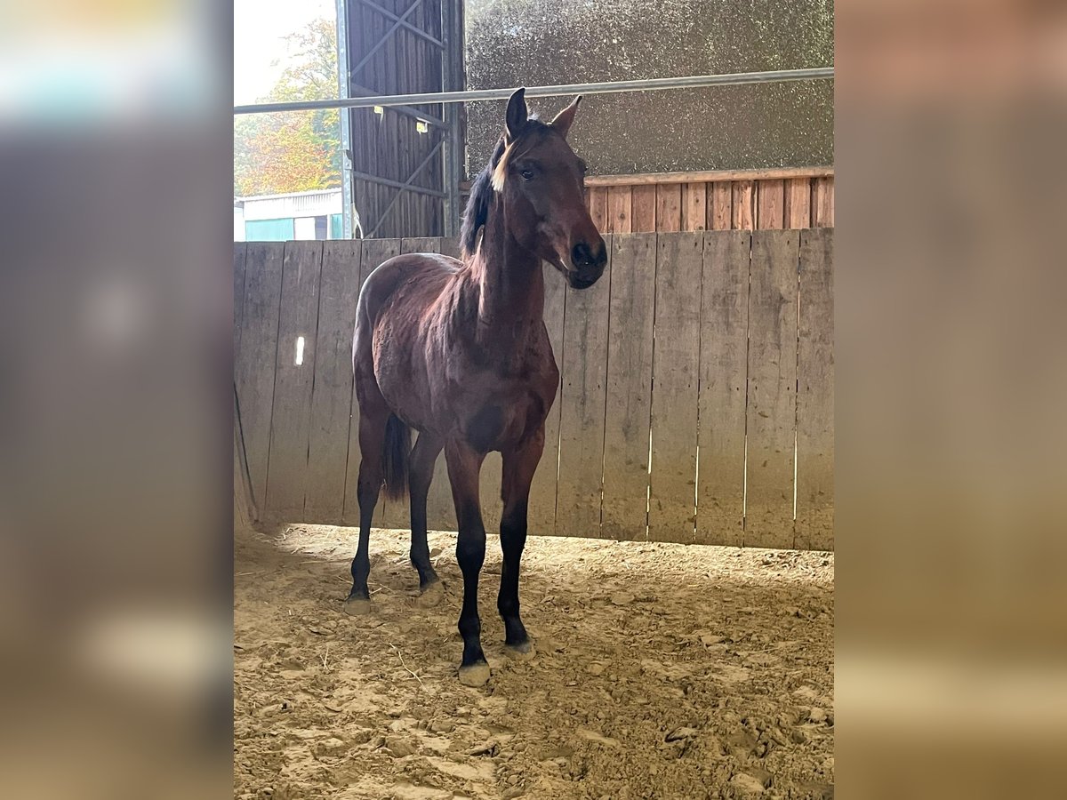 Caballo de deporte alemán Semental 1 año Castaño in Vlotho