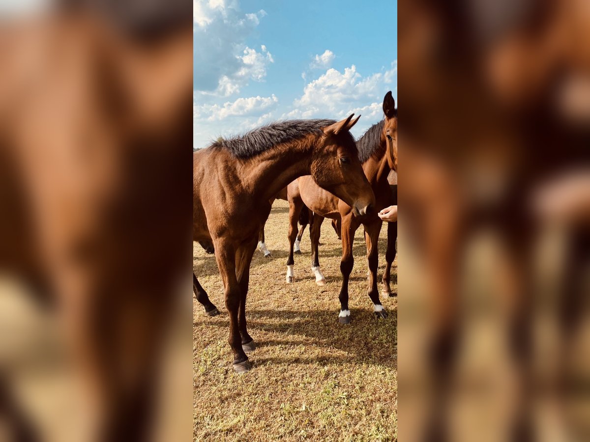 Caballo de deporte alemán Semental 1 año Castaño in Niemegk