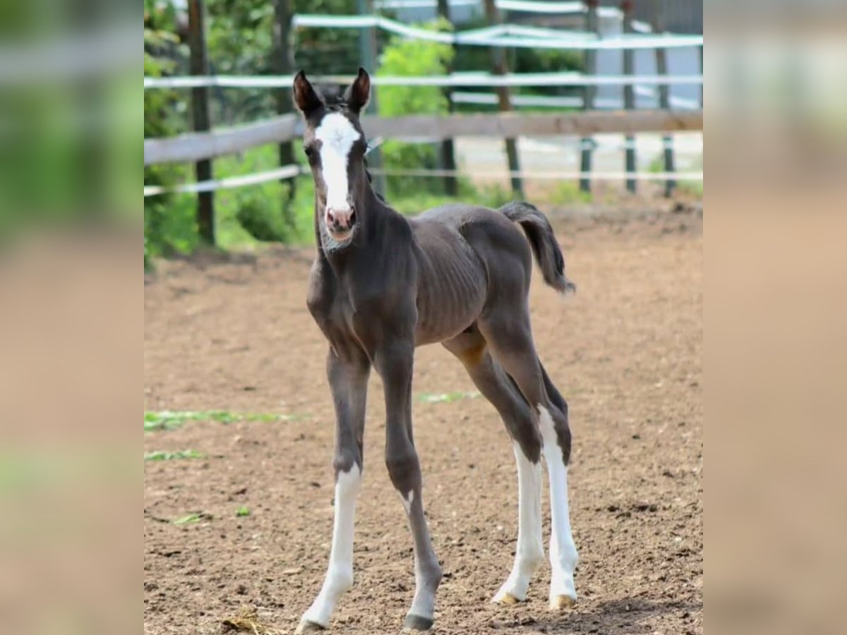 Caballo de deporte alemán Semental 1 año Morcillo in Burgthann