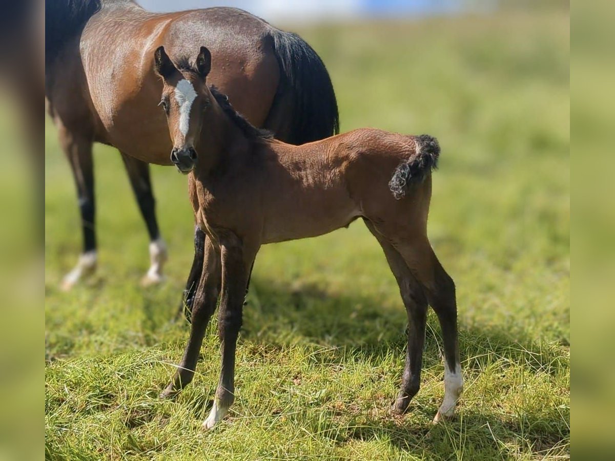 Caballo de deporte alemán Semental 1 año Musgo in Bad König