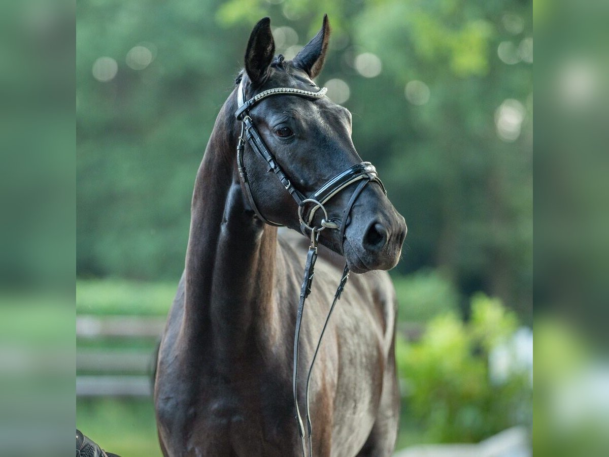 Caballo de deporte alemán Semental 2 años 165 cm Morcillo in Münster-Handorf