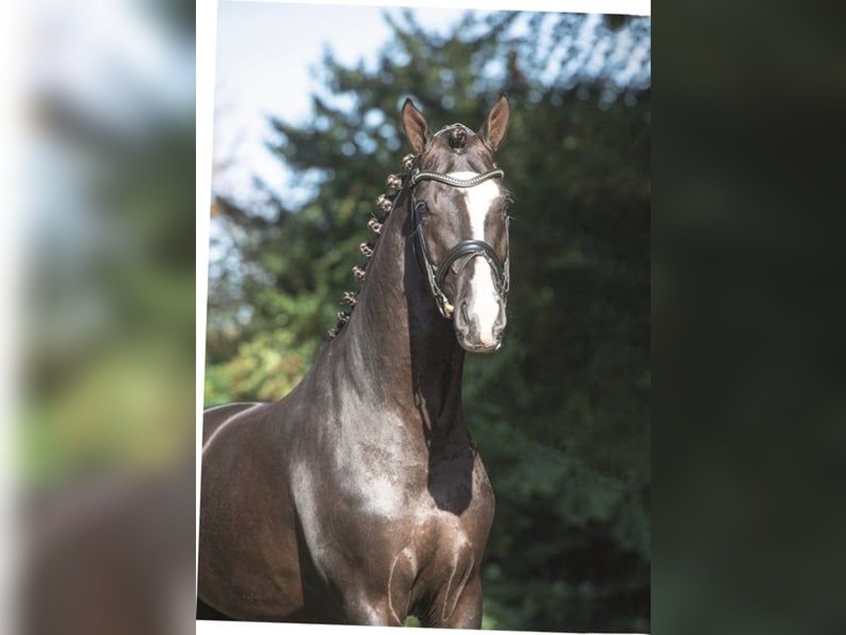 Caballo de deporte alemán Semental 2 años 166 cm Negro in Coesfeld