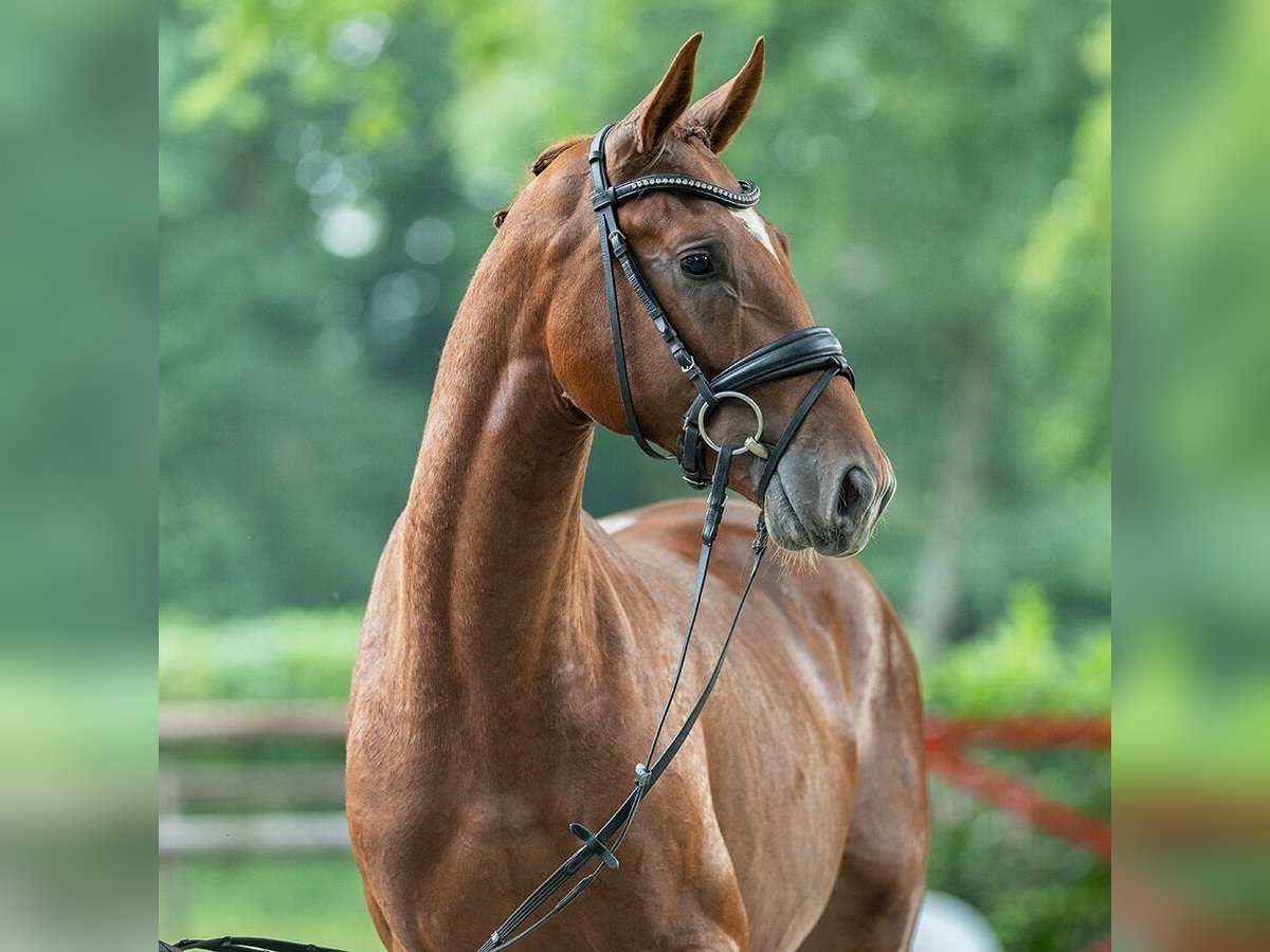 Caballo de deporte alemán Semental 2 años 168 cm Alazán-tostado in Münster-Handorf