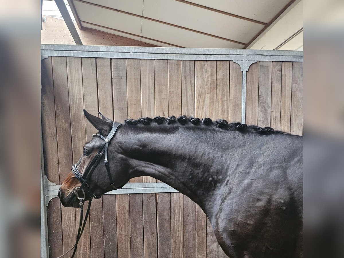 Caballo de deporte alemán Semental 2 años 168 cm Castaño oscuro in Gelenau/Erzgebirge