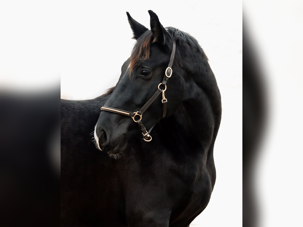 Caballo de deporte alemán Semental 2 años 168 cm Negro in Ebermannsdorf