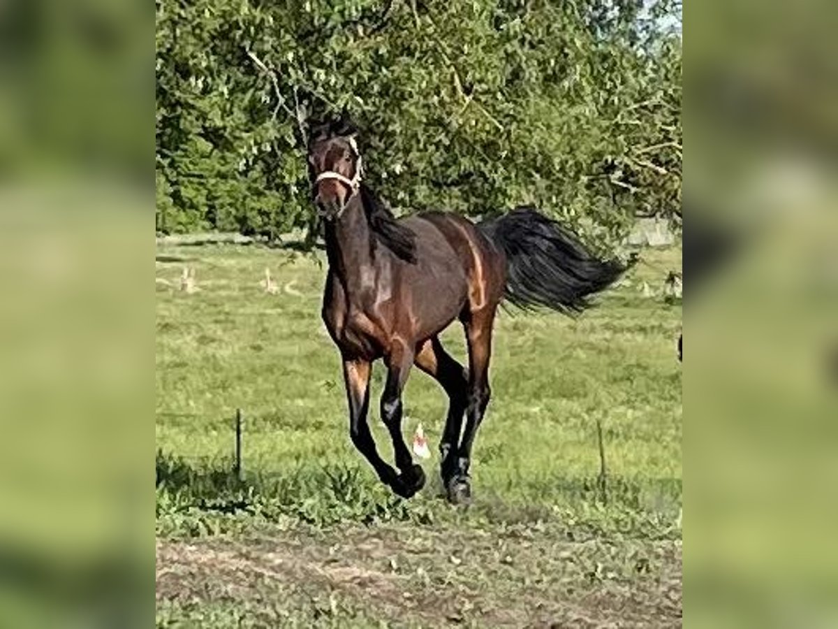 Caballo de deporte alemán Semental 2 años 170 cm Castaño oscuro in Löwenberger Land