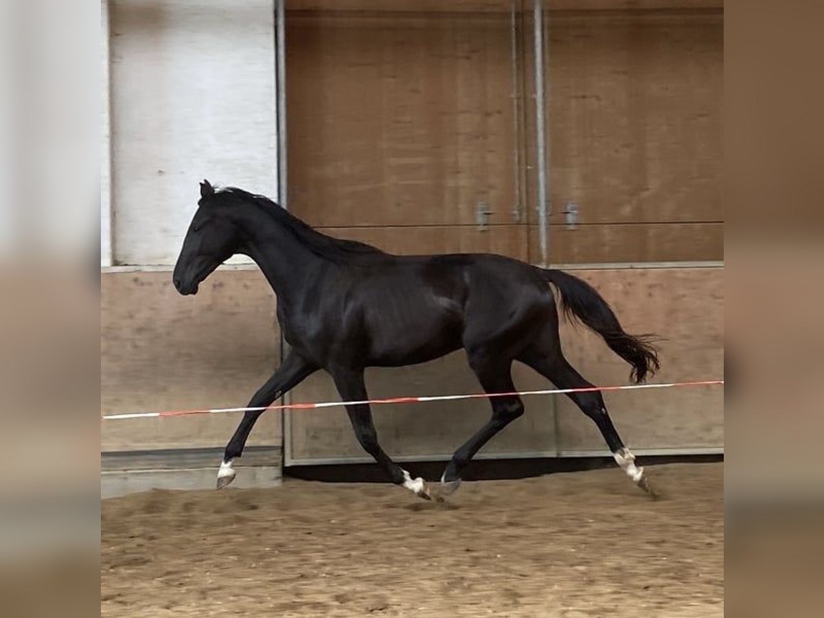 Caballo de deporte alemán Semental 2 años 170 cm Negro in Gomadingen