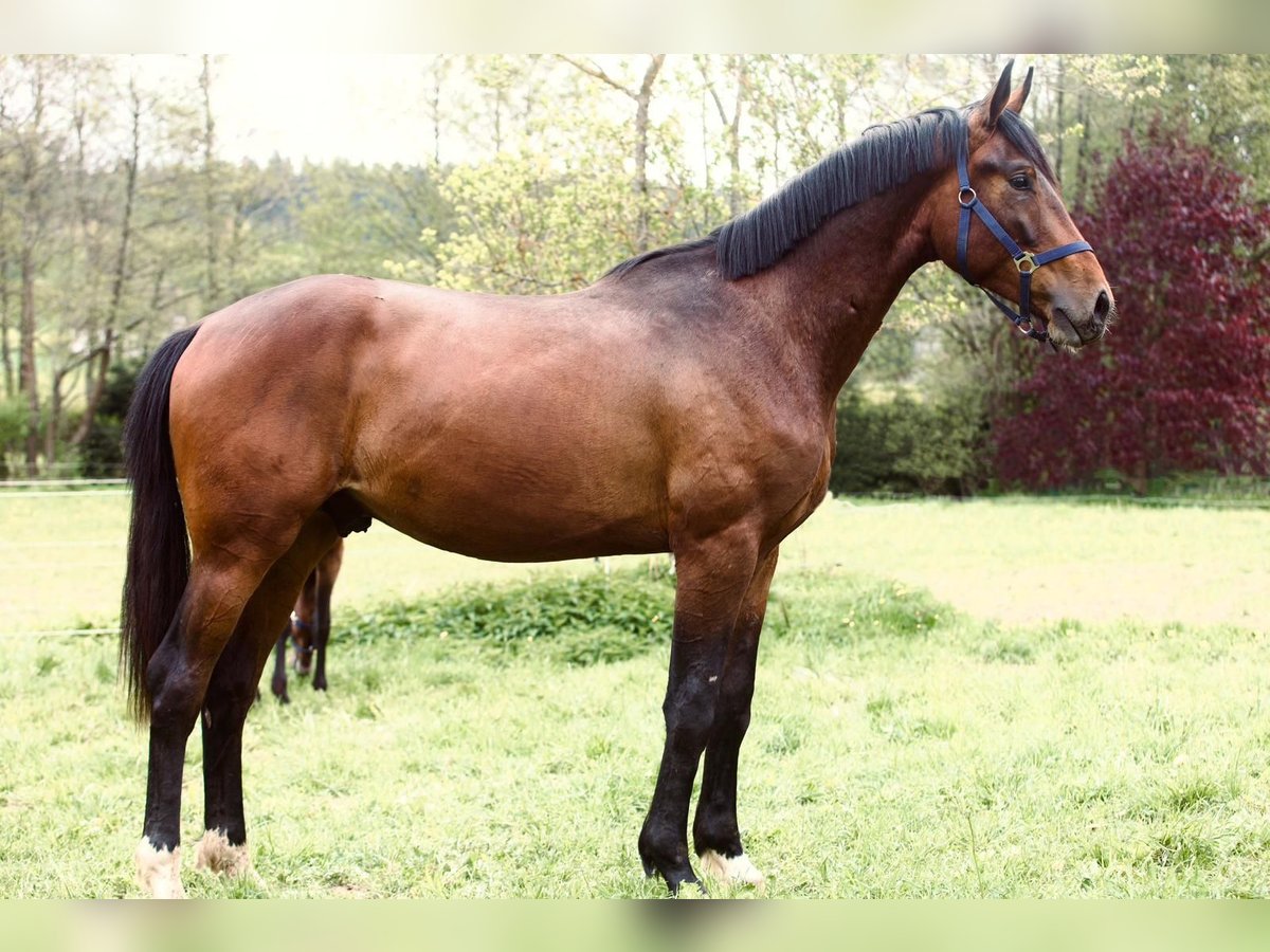 Caballo de deporte alemán Semental 2 años 175 cm Castaño in Reith