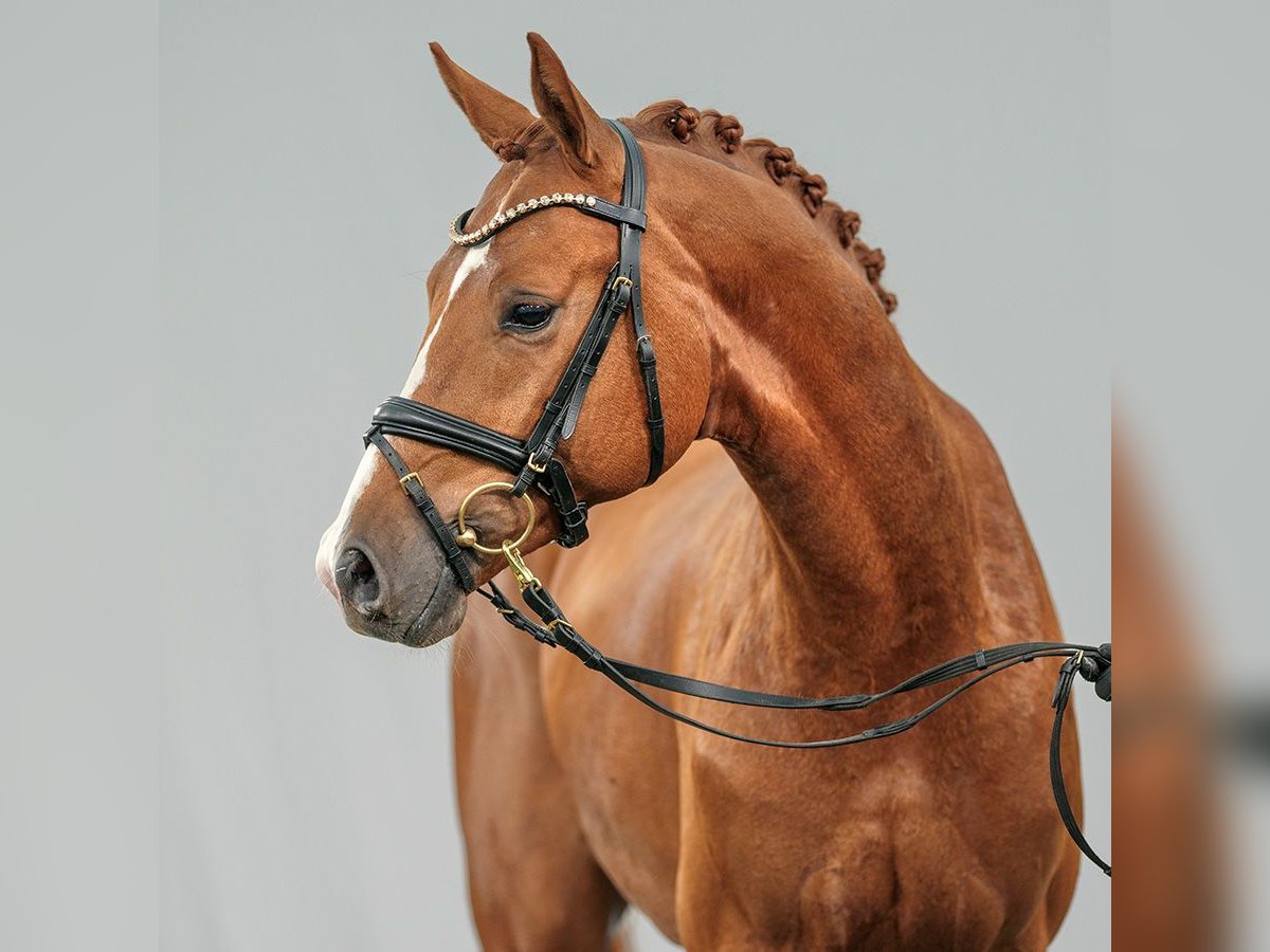 Caballo de deporte alemán Semental 2 años Alazán in Münster-Handorf