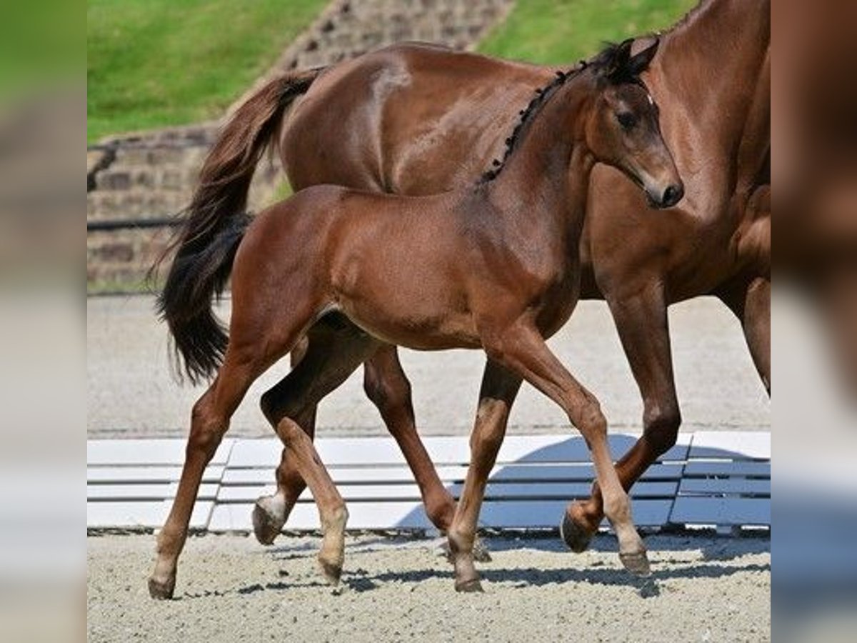 Caballo de deporte alemán Semental 2 años Castaño in Farsleben