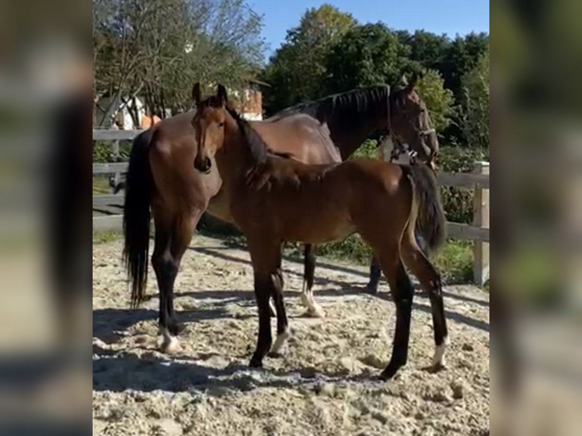 Caballo de deporte alemán Semental 2 años Castaño in Bad König