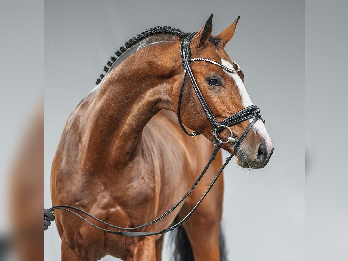 Caballo de deporte alemán Semental 2 años Castaño in Münster-Handorf