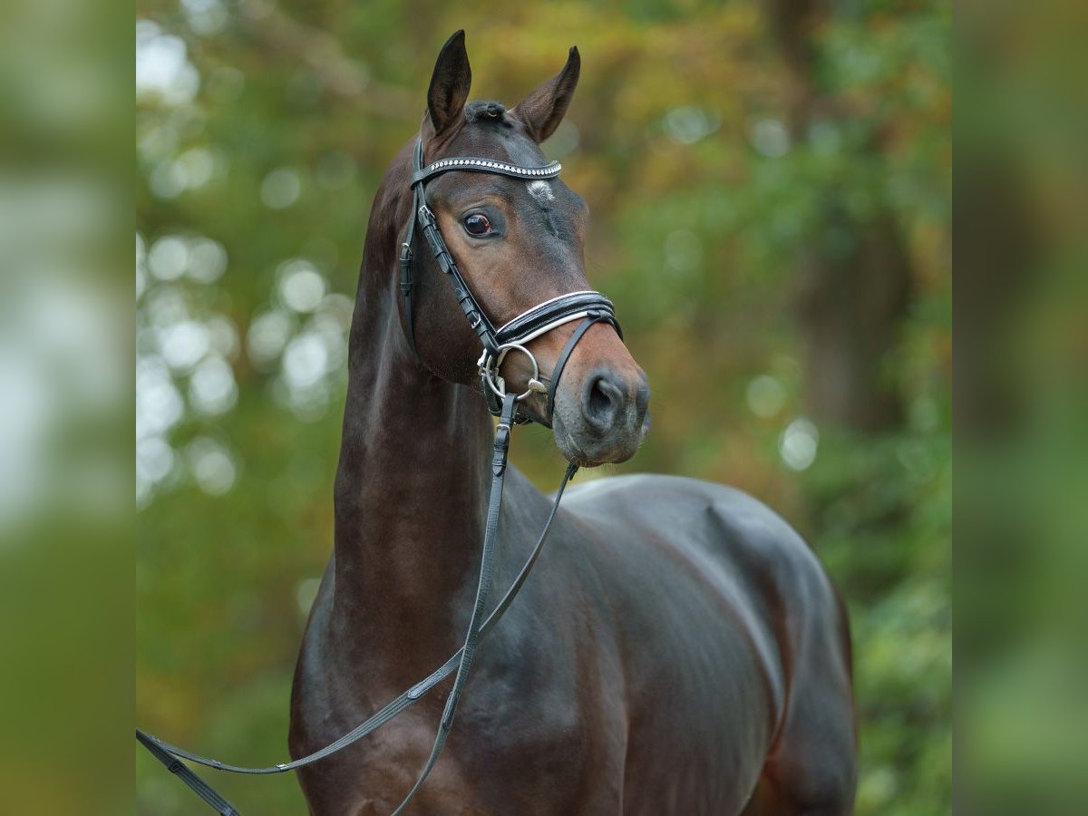 Caballo de deporte alemán Semental 2 años Castaño oscuro in Rostock