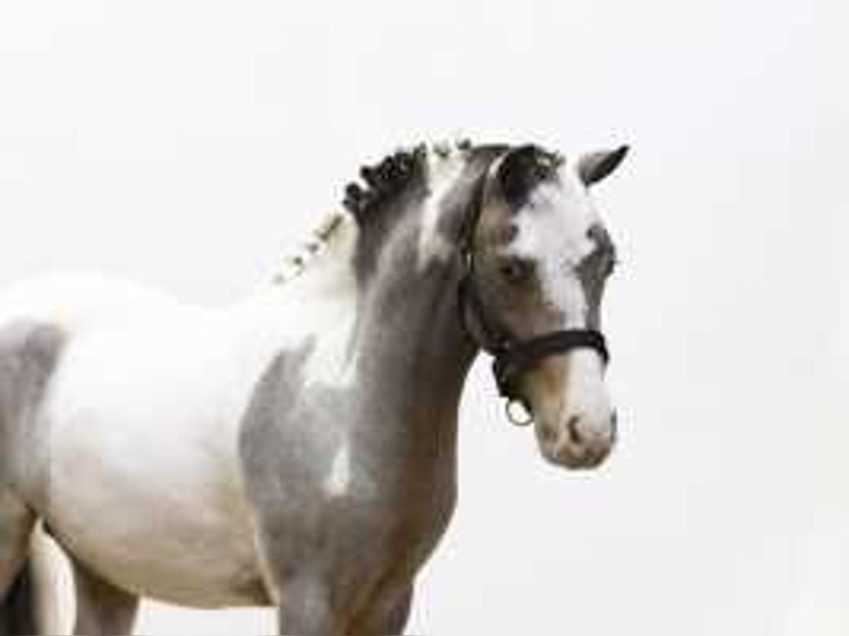 Caballo de deporte alemán Semental 3 años 120 cm Tordo in Waddinxveen