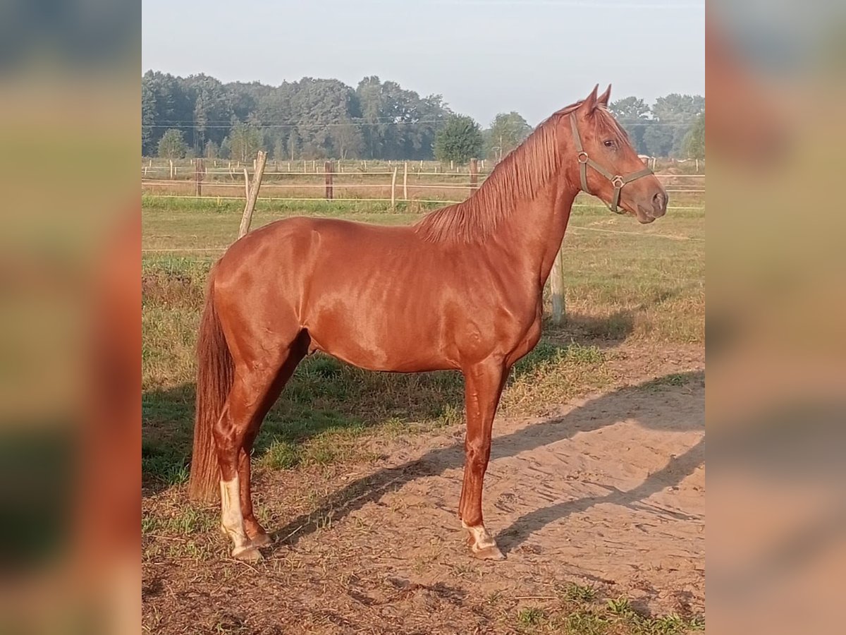 Caballo de deporte alemán Semental 3 años 165 cm Alazán-tostado in Zielona Gora