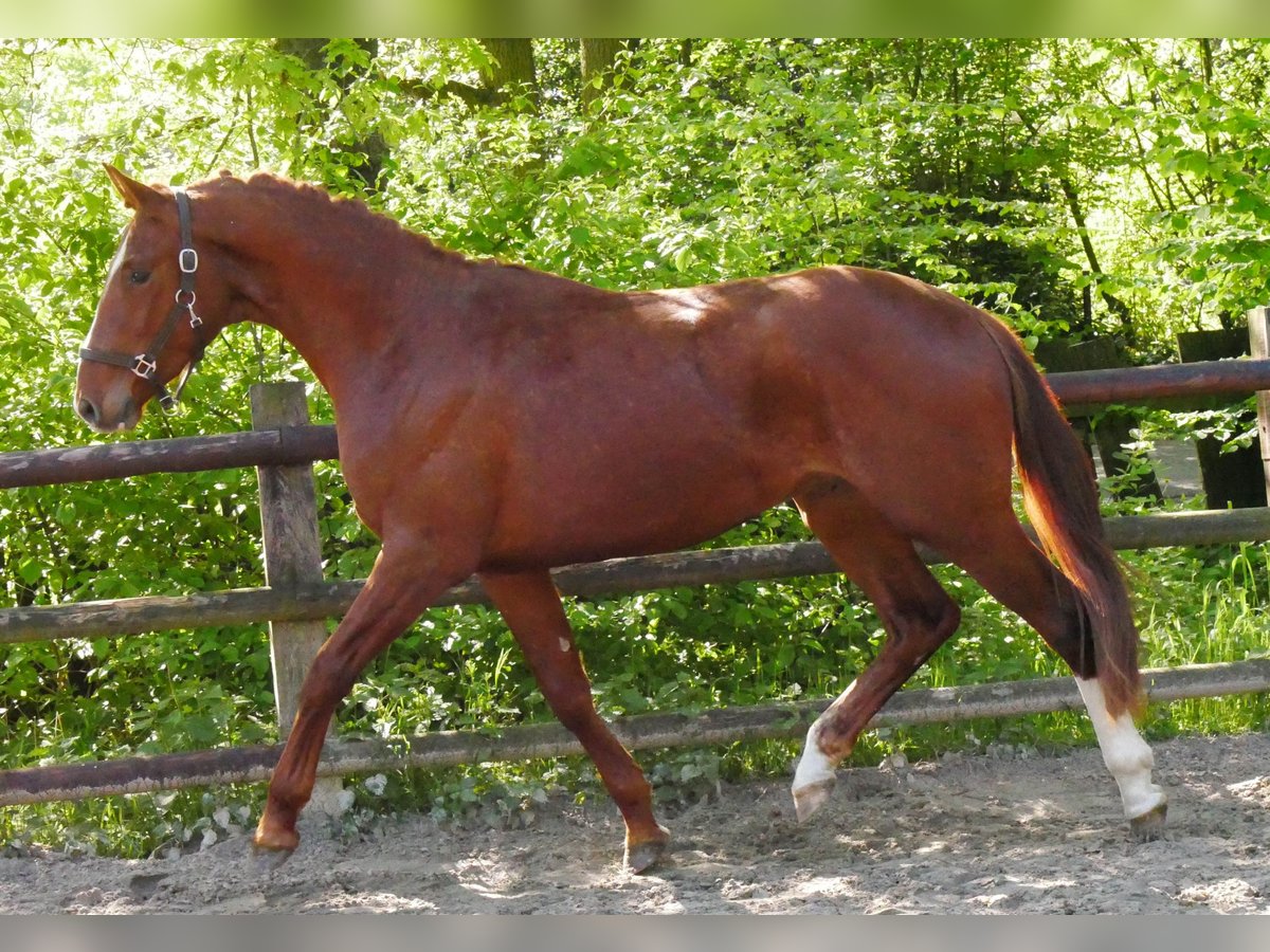 Caballo de deporte alemán Semental 3 años 165 cm in Dorsten