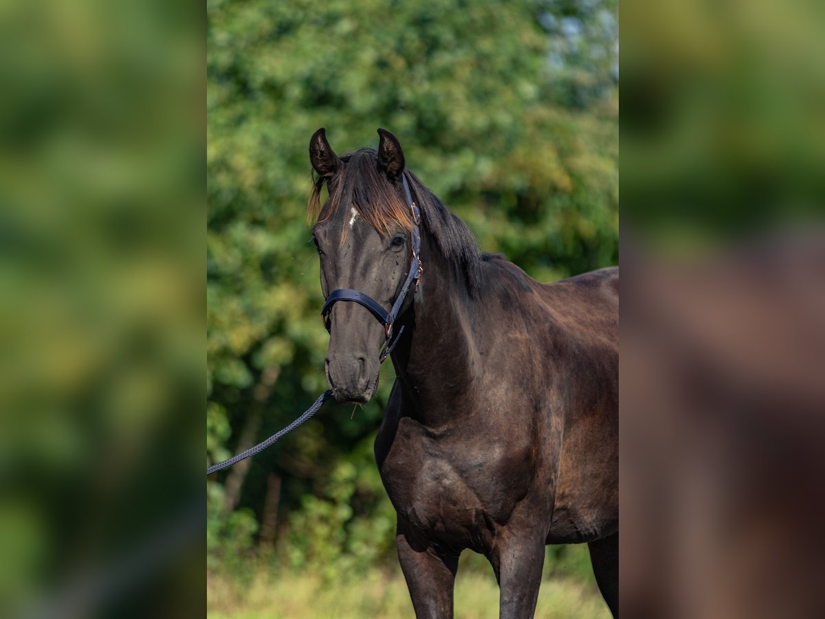 Caballo de deporte alemán Semental 3 años 165 cm Morcillo in Kraiburg am Inn