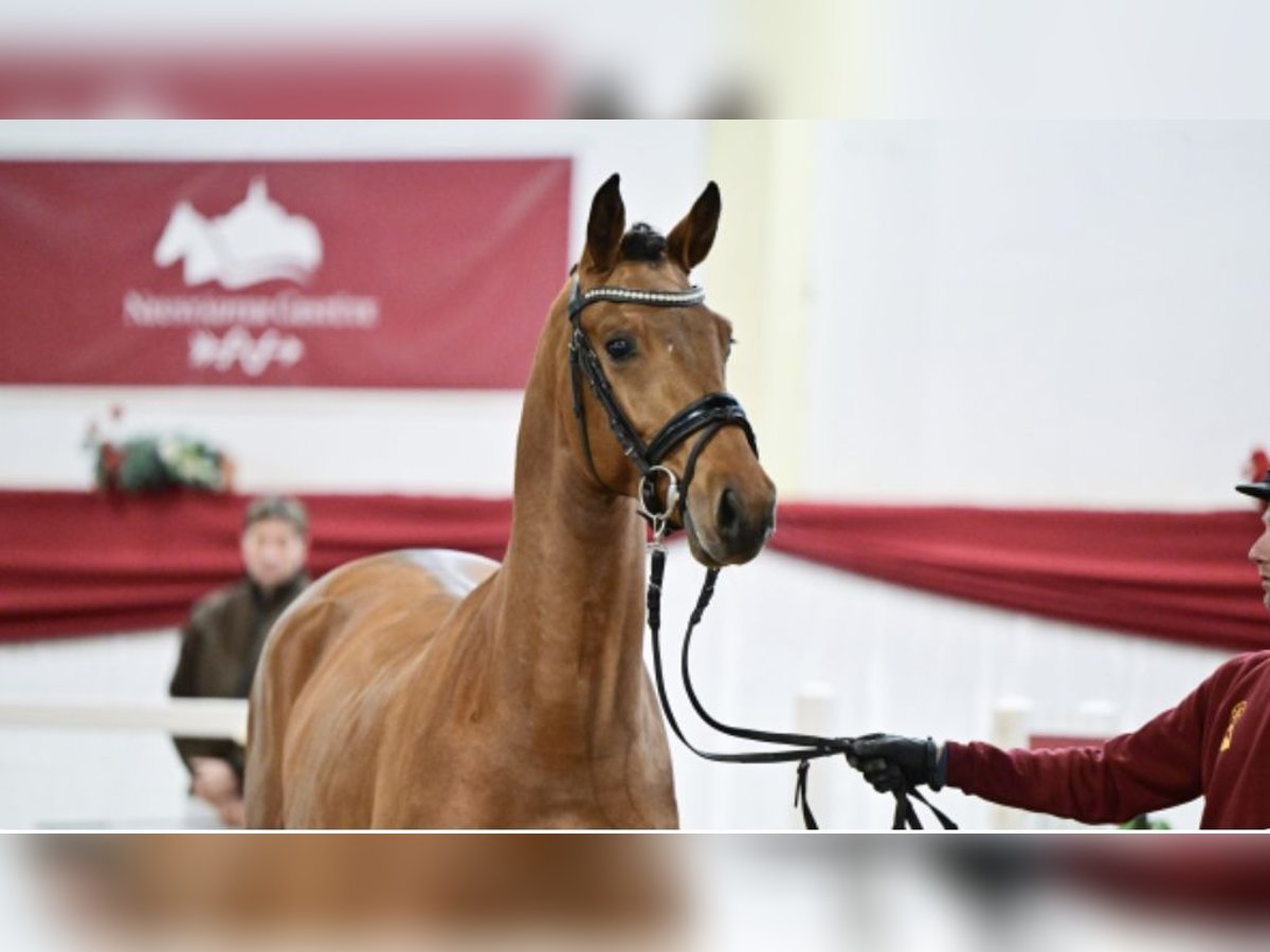 Caballo de deporte alemán Semental 3 años 167 cm Castaño in Ladeburg