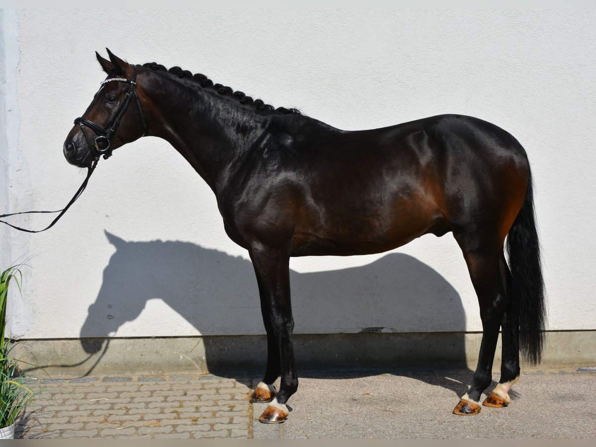 Caballo de deporte alemán Semental 3 años 168 cm Castaño oscuro in München