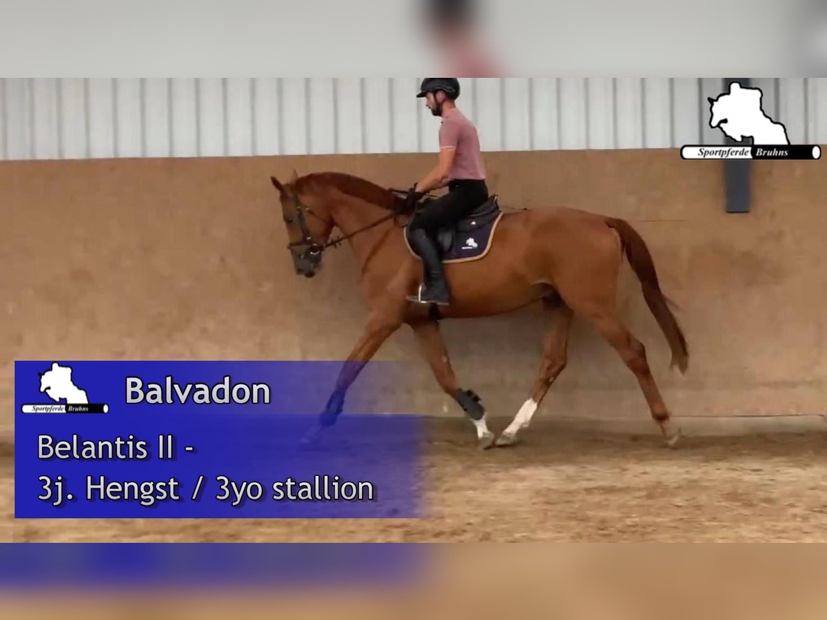 Caballo de deporte alemán Semental 3 años 172 cm Alazán in Gadow