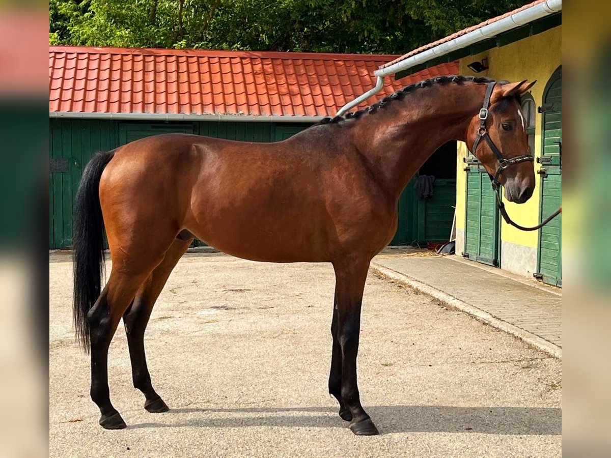 Caballo de deporte alemán Semental 3 años 172 cm Castaño in Murska Soboda