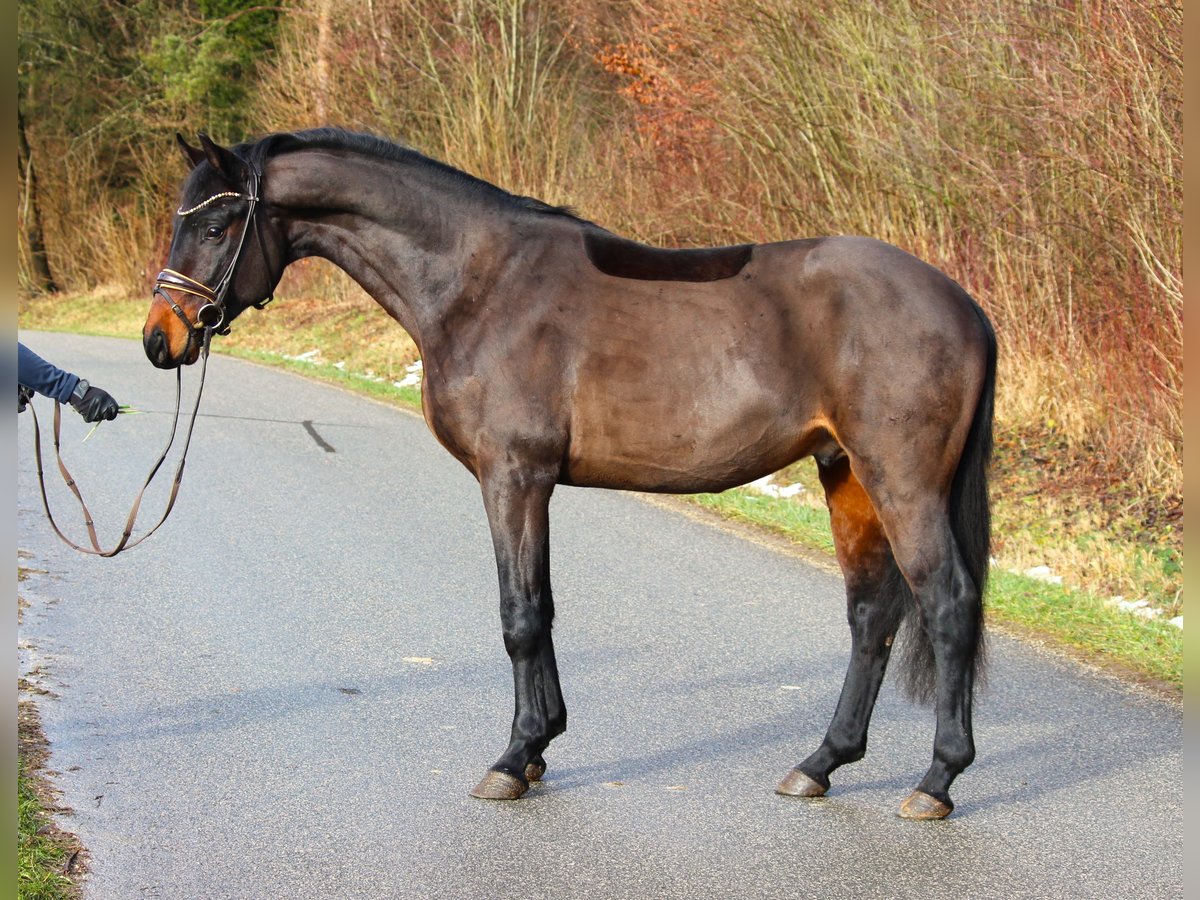 Caballo de deporte alemán Semental 4 años 163 cm Castaño oscuro in Plech