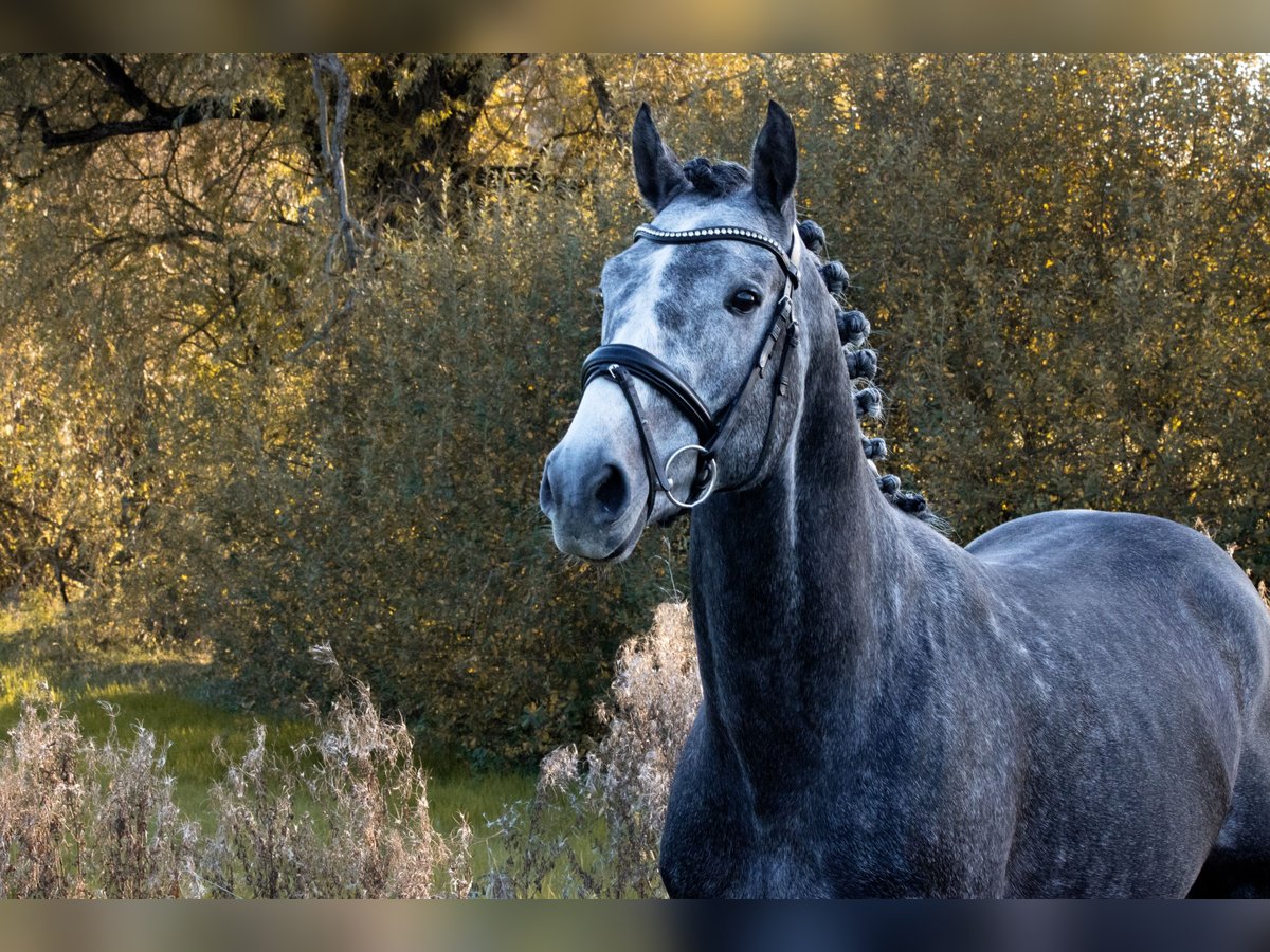 Caballo de deporte alemán Semental 4 años 164 cm Tordo in Empfingen