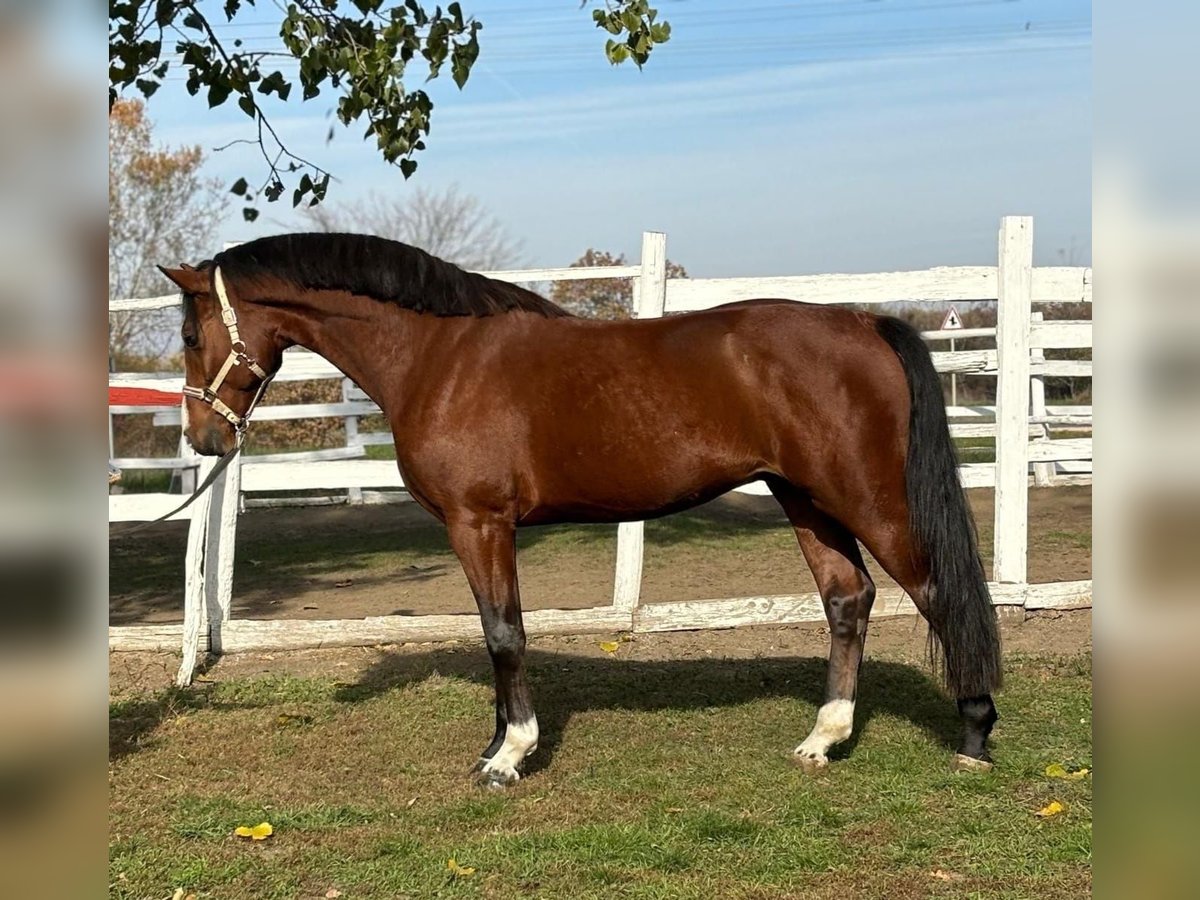 Caballo de deporte alemán Semental 4 años 167 cm Castaño in Kecskemét