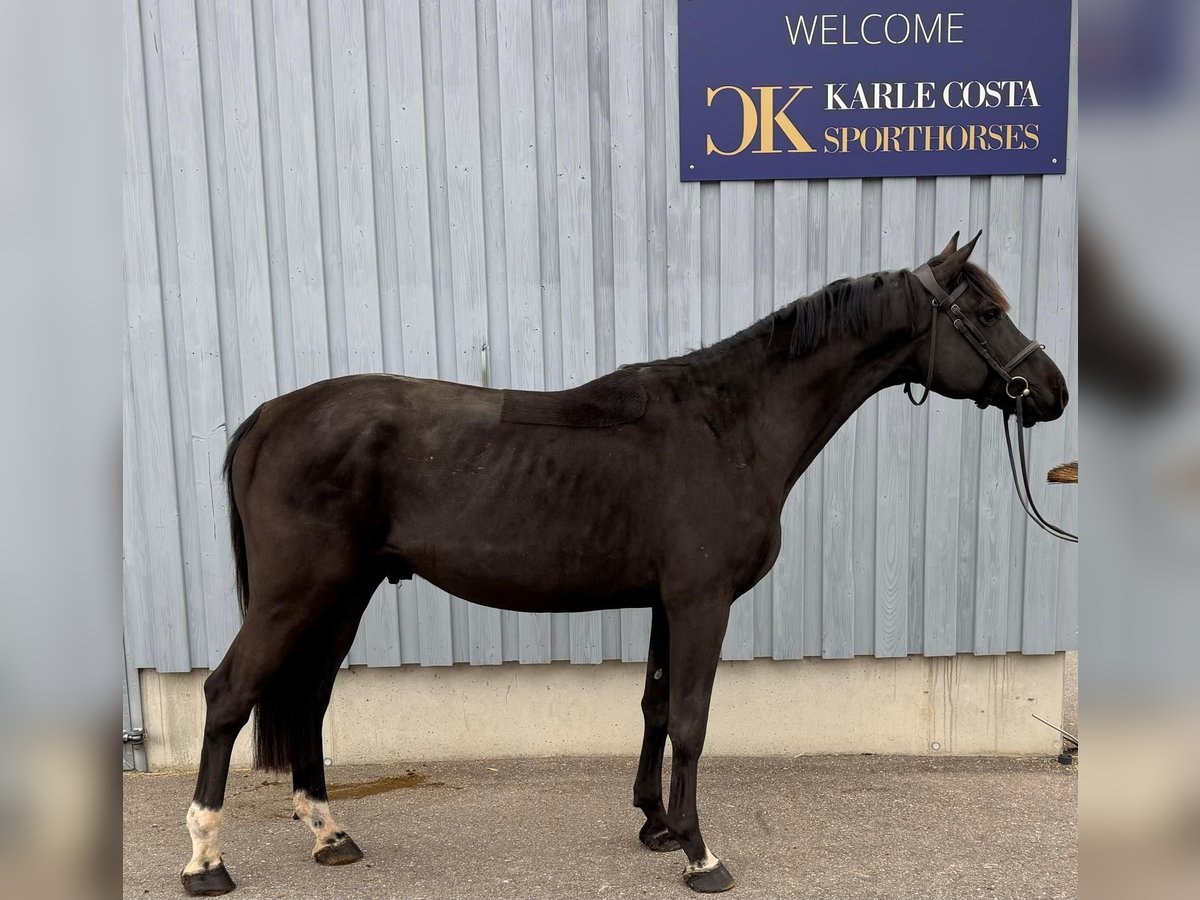 Caballo de deporte alemán Semental 4 años 169 cm Negro in Gerstetten