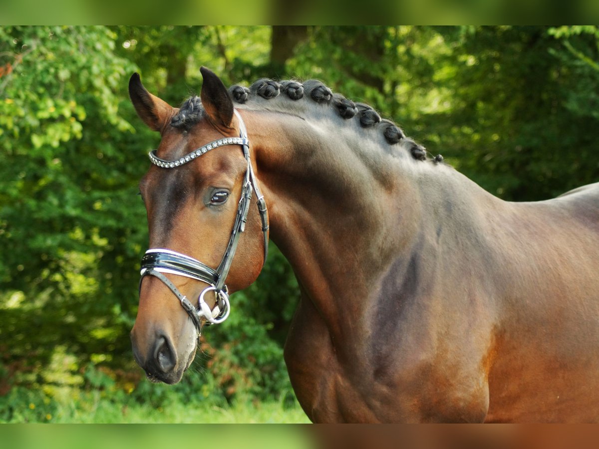 Caballo de deporte alemán Semental 4 años 170 cm Castaño oscuro in Gleichen