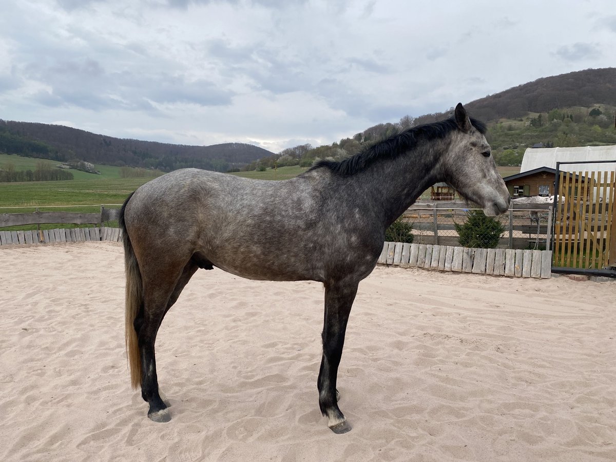 Caballo de deporte alemán Semental 4 años 170 cm Tordo in Kaltennordheim
