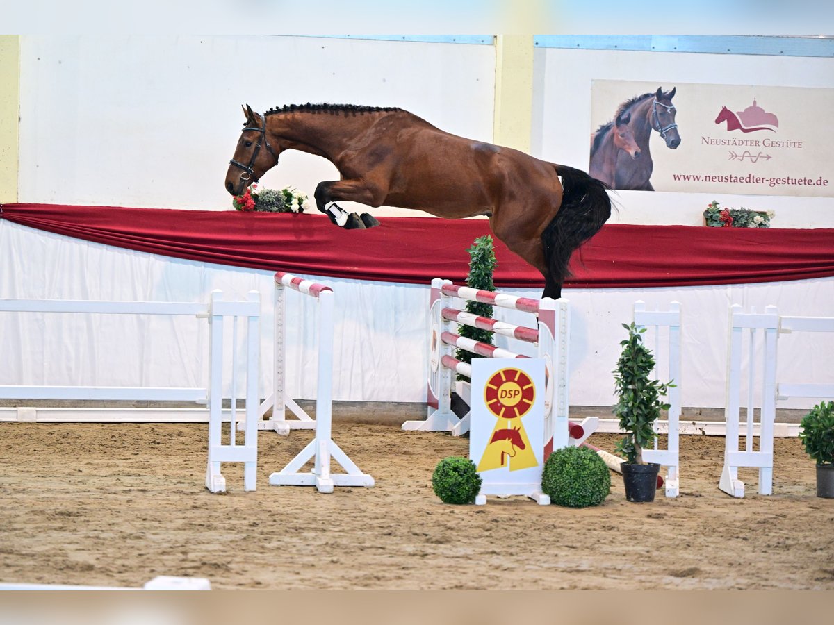 Caballo de deporte alemán Semental 4 años 172 cm Castaño in Leipzig