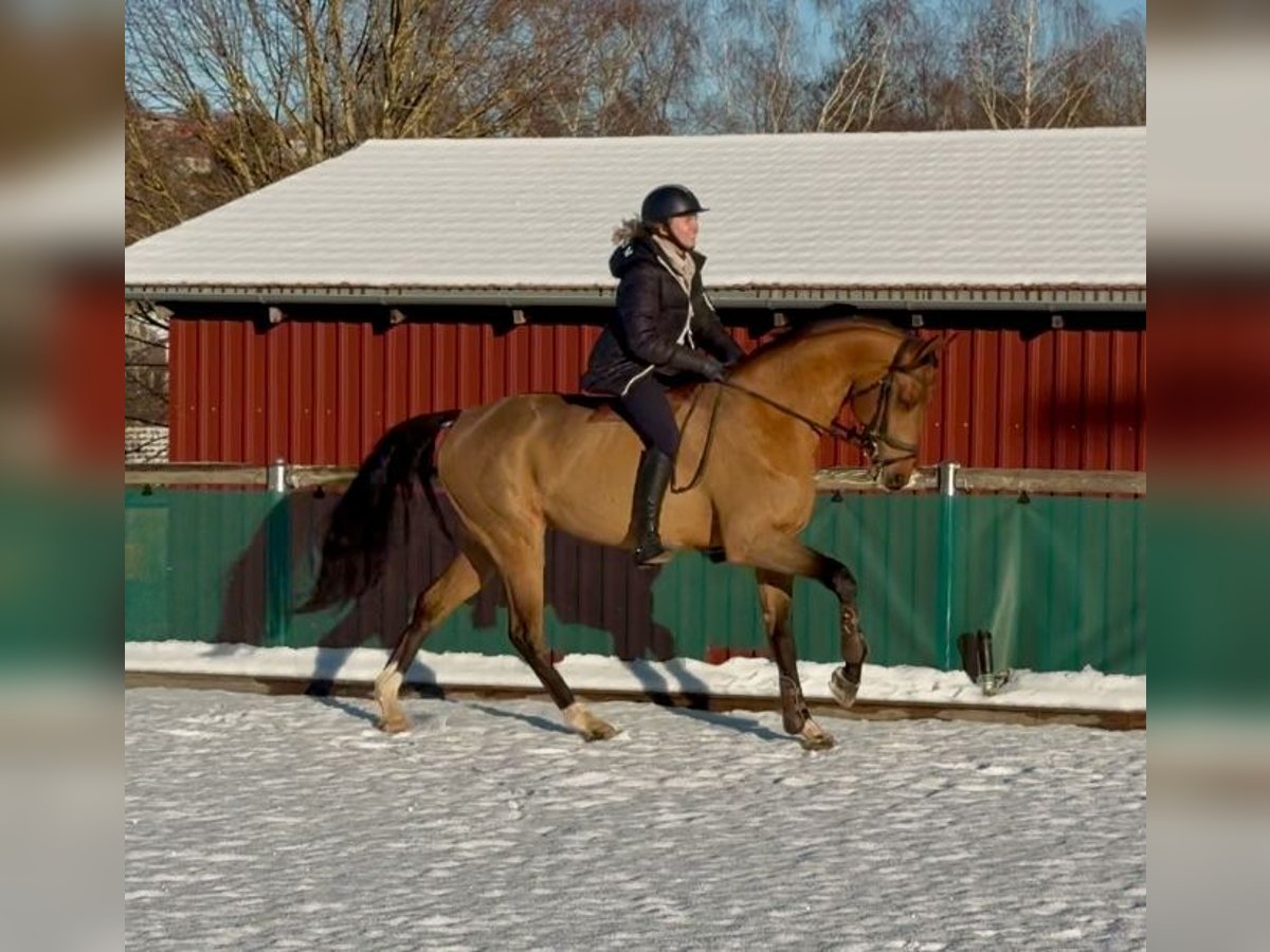 Caballo de deporte alemán Semental 6 años 168 cm Castaño in Altusried